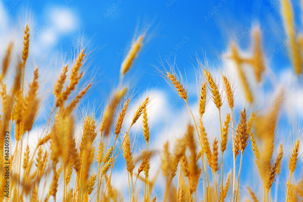 蓝天下的金色麦穗。田野上的柔和焦点