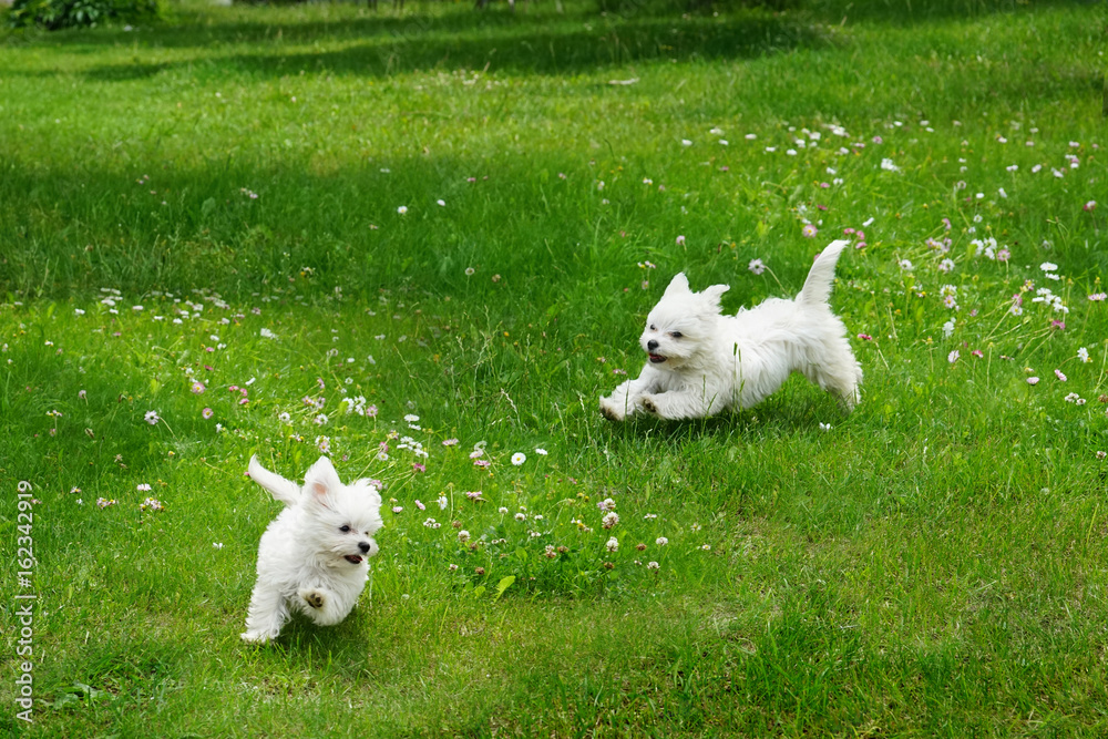 White fluffy cheerful happy pretty puppies of Maltese lapdogs are play running  on a green lawn. Pup
