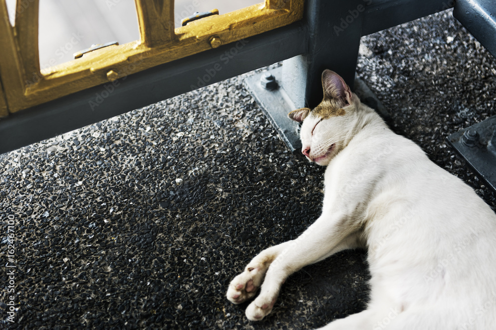 猫与动物爱好者的睡眠概念