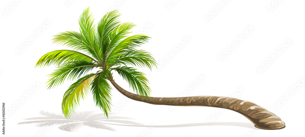 Palm Tree isolated. Vector