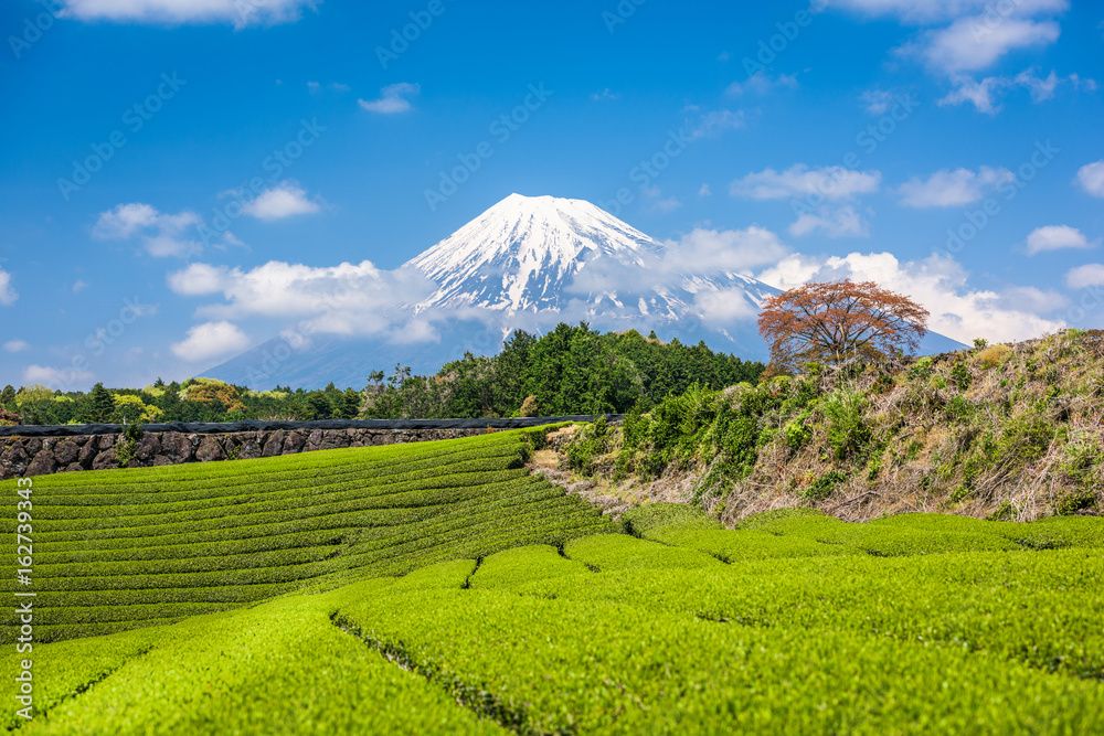 茶园与富士山