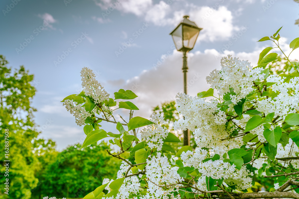 White lilac and Lamp in the Park.