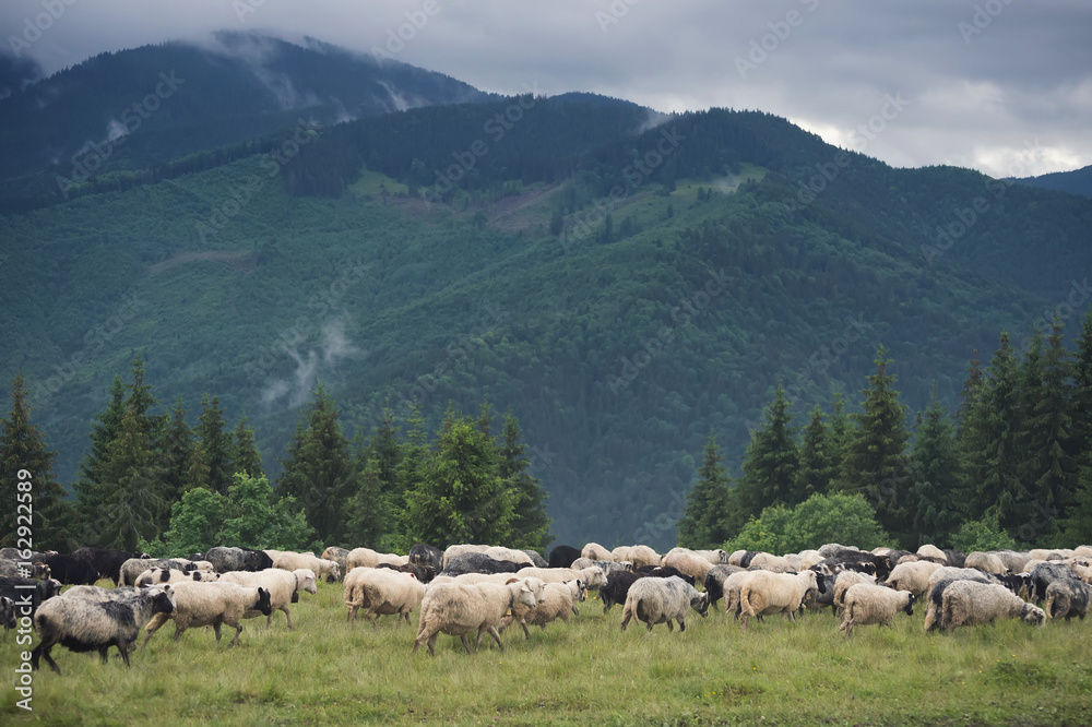 牧场上的羊群。农场组成