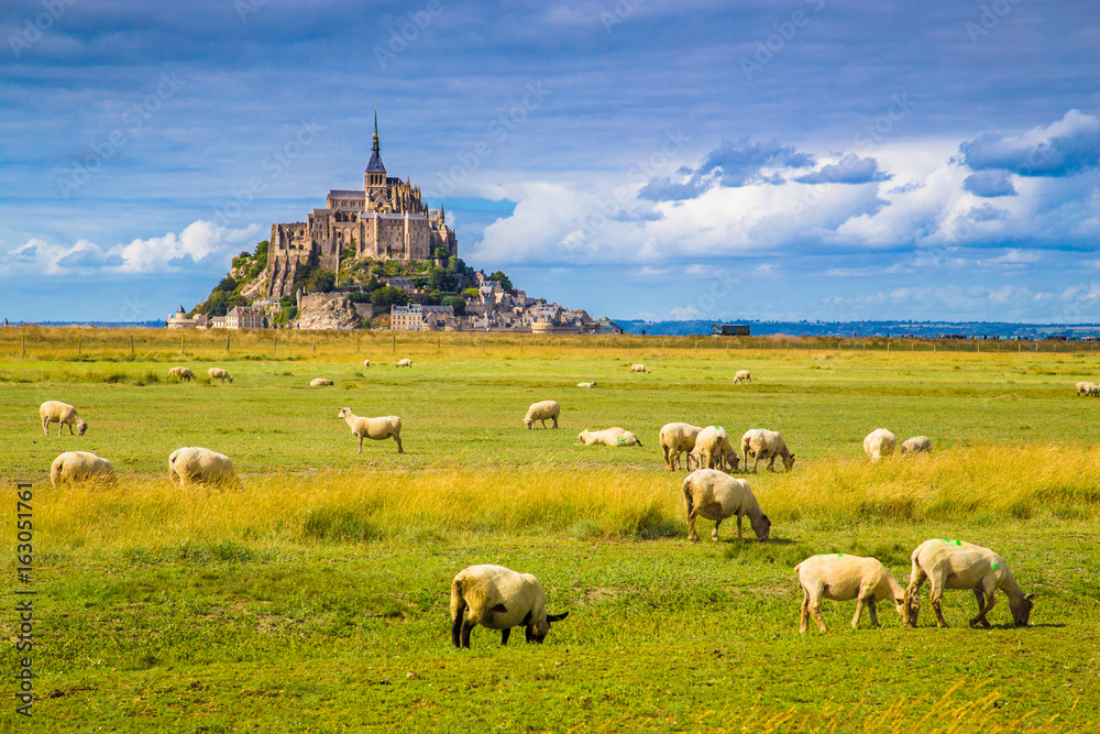 法国诺曼底，圣米歇尔山，夏天绵羊在绿色草地上吃草