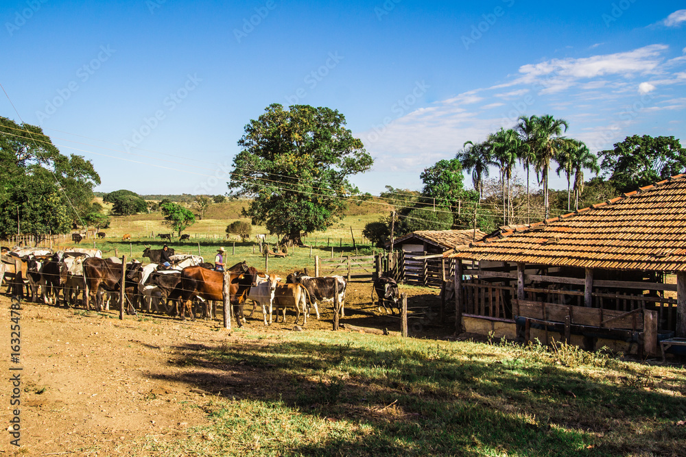Pirenopolis，巴西-2017年7月1日：牛养殖。Pirenopoolis的巴西农场