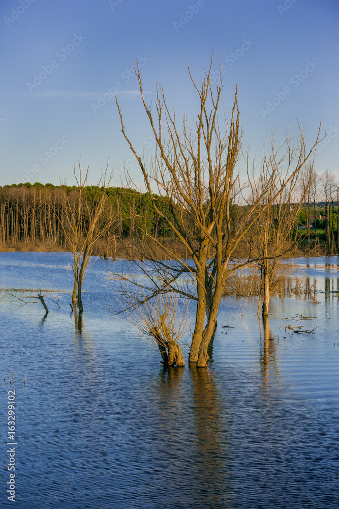 洪水淹没了枯树。河里的树木。扰乱了生态