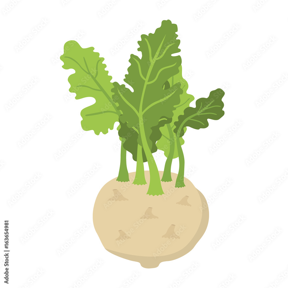 绿色大头菜，卷心菜类型。新鲜有机蔬菜。矢量插图