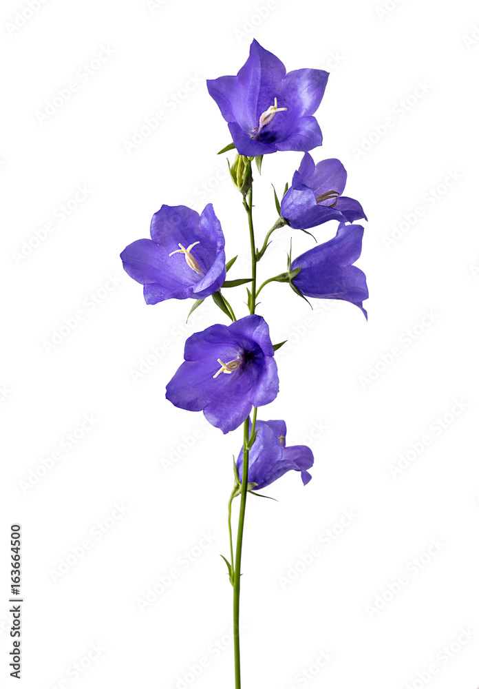 白色背景上孤立的蓝色钟形花朵。白色背景上美丽的紫罗兰色钟形花朵。