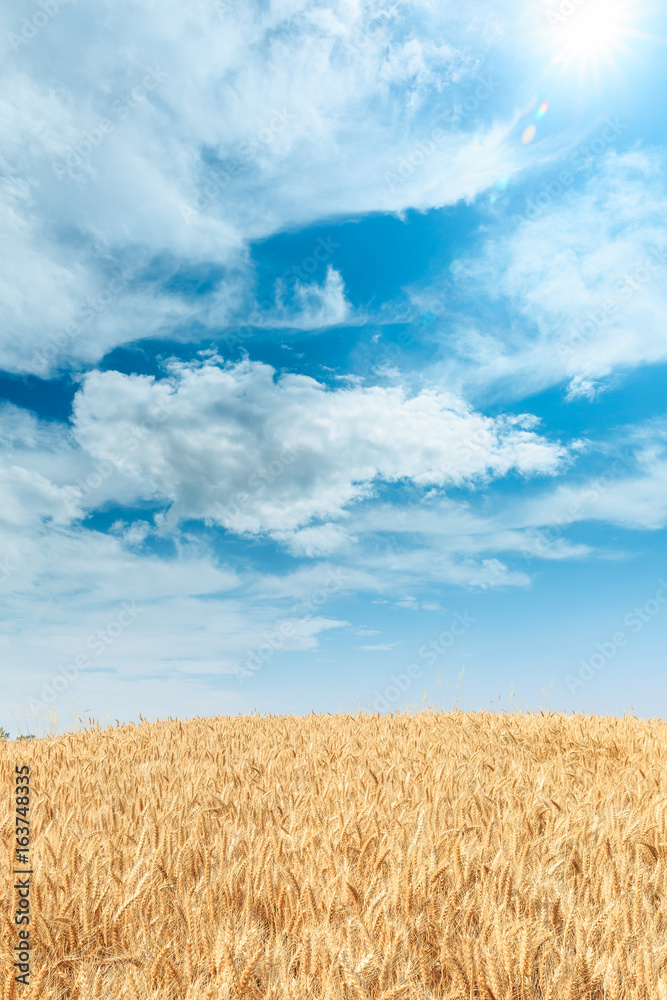 成熟的麦田和蓝天白云