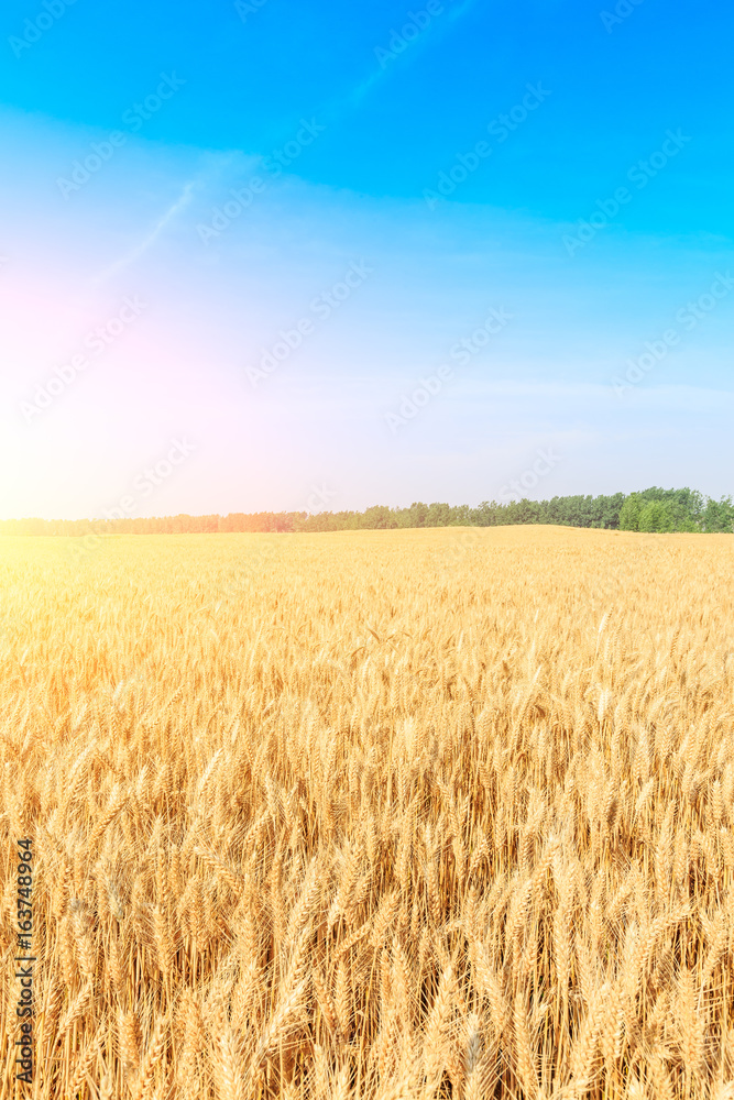 日落时成熟的麦田景观