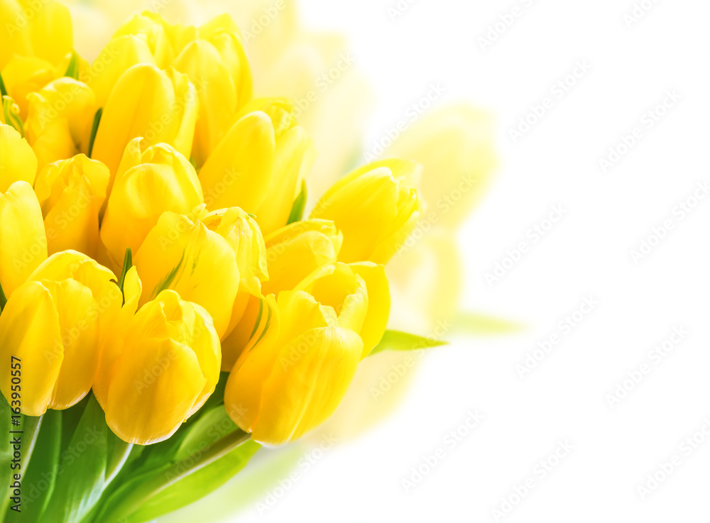 Yellow tulips on white background. Beautiful yellow tulips close up. Easter border design. Copy spac