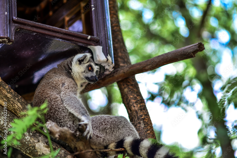 Ring- tailed Lemur on trees.