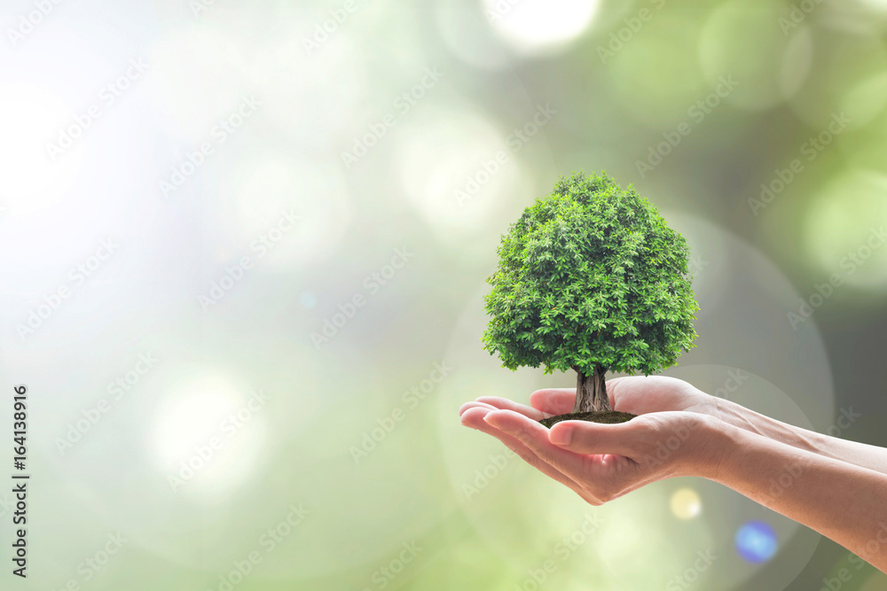 可持续的环境，拯救森林的环境生态系统，用树木来实现绿色理念
