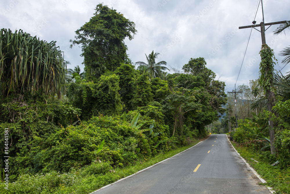 热带地区的弯曲道路。森林景观中的道路转弯。阳光下热带森林中的道路。Dangerou
