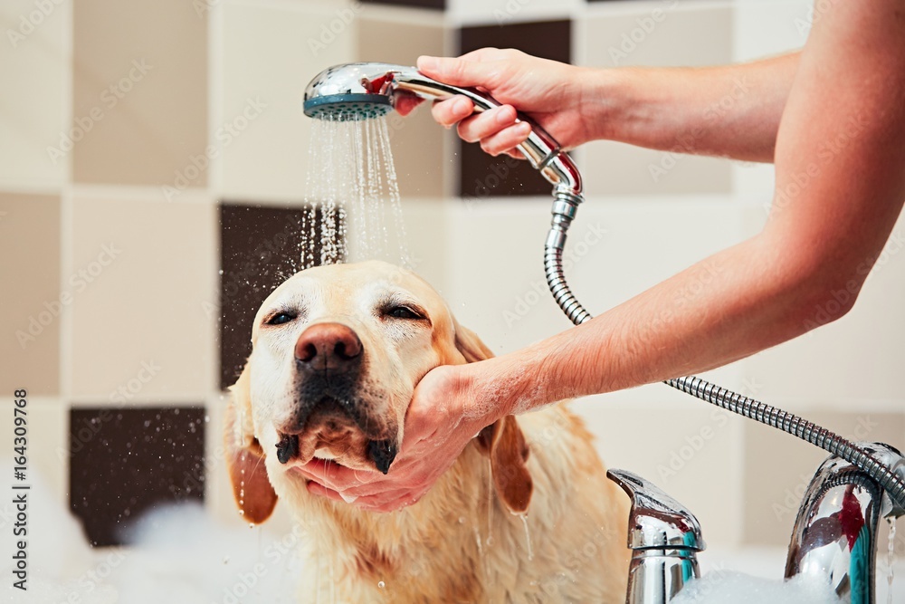 狗狗洗澡