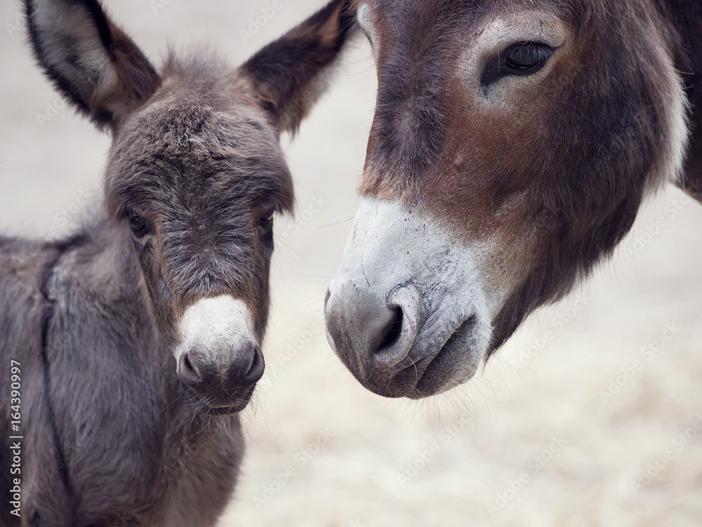 Baby donkey mule with its mother