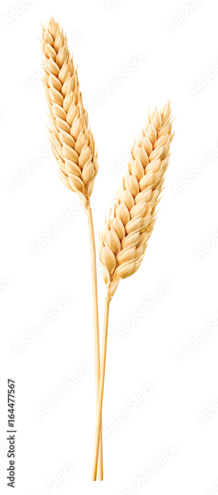 分离的小麦。两个小麦穗在白色上分离，有修剪路径