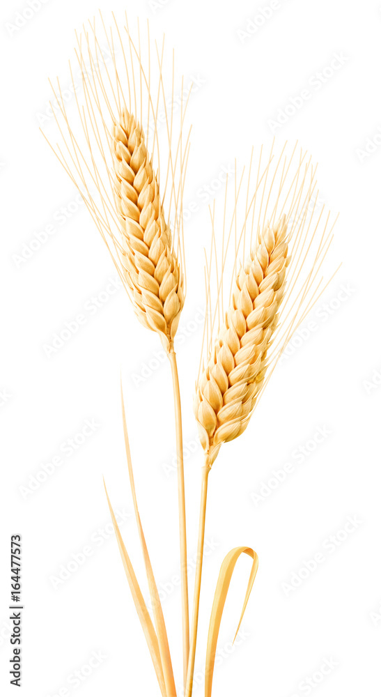 分离小麦。两个小麦穗，叶片分离在白色背景上，具有修剪路径