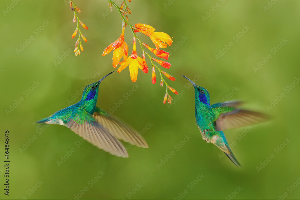 两只开着橙色花的鸟。绿色蜂鸟，绿色紫罗兰色耳朵，地中海锥虫，下一只飞。