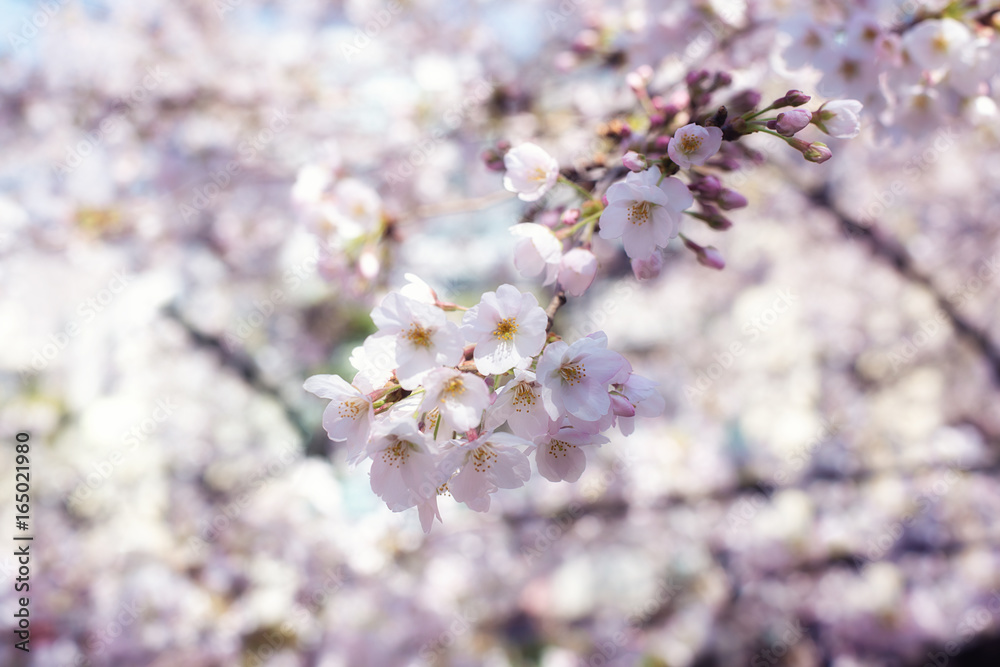 樱花或樱花季节。抽象的樱花背景在日本。