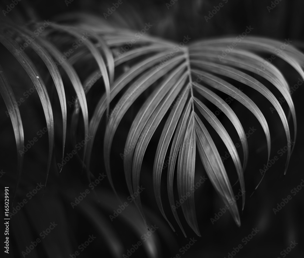 植物自然生长热带树叶