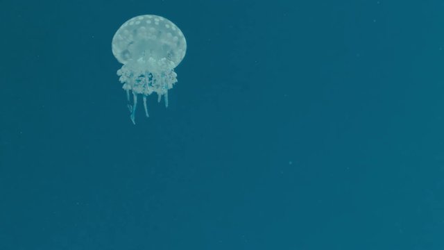 Portrait of a small tropical jellyfish