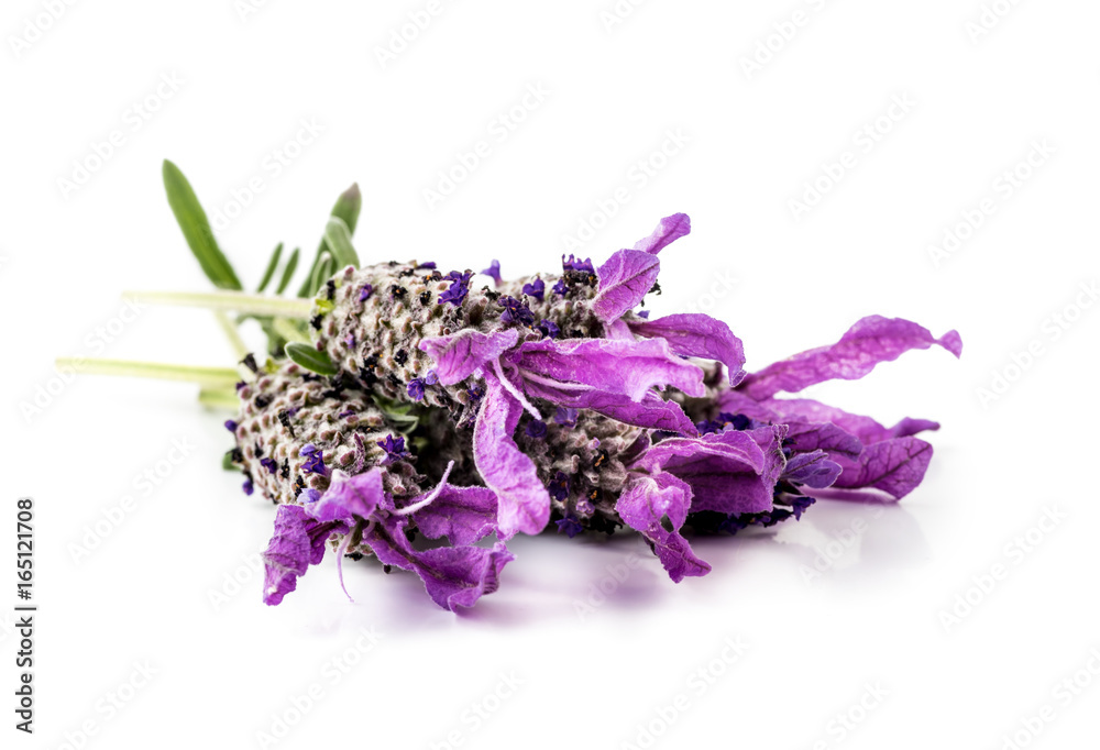 Beautiful Spanish or French lavender flowers isolated on white background