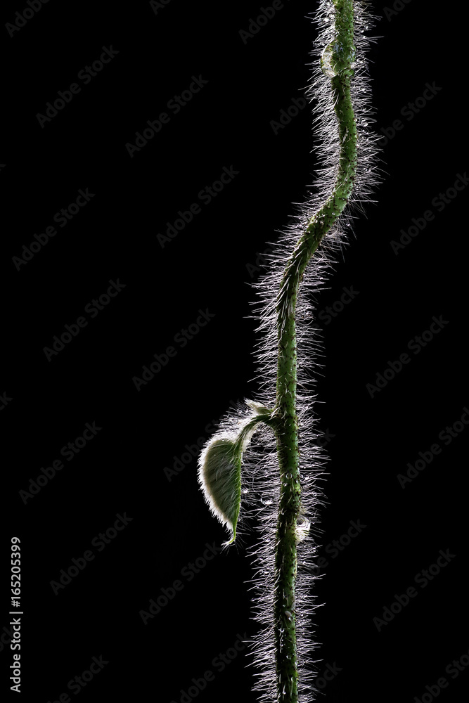 毛茸茸的藤蔓植物茎，幼叶和水滴在黑色背景上分离。