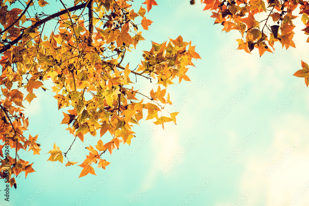 秋天美丽的秋叶和天空背景，秋天五颜六色的枫叶树