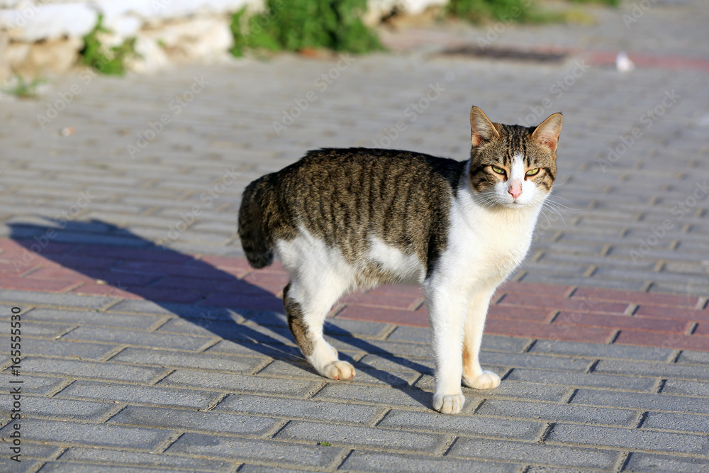 希腊克里特岛街头流浪猫