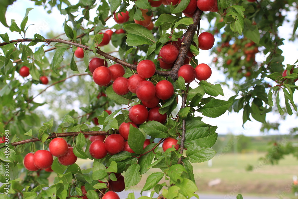 在自然光下，果园树枝上挂着美味的樱桃李，焦点柔和。这是一个s