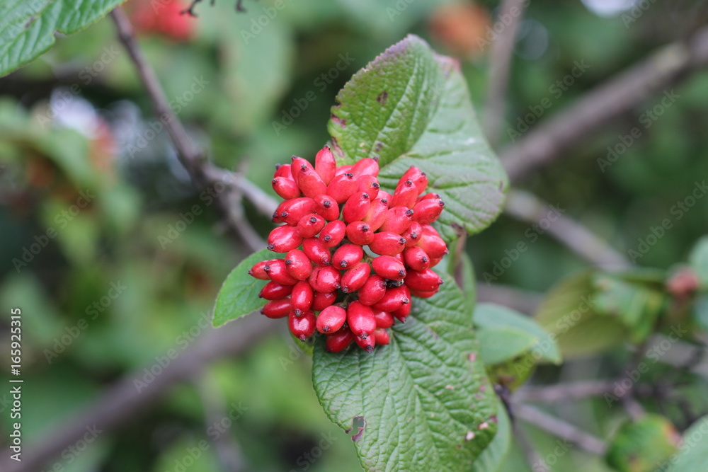 Viburnum lantana的果实。一开始是绿色的，后来变成红色，最后变成黑色。Wayfarer或wayfa