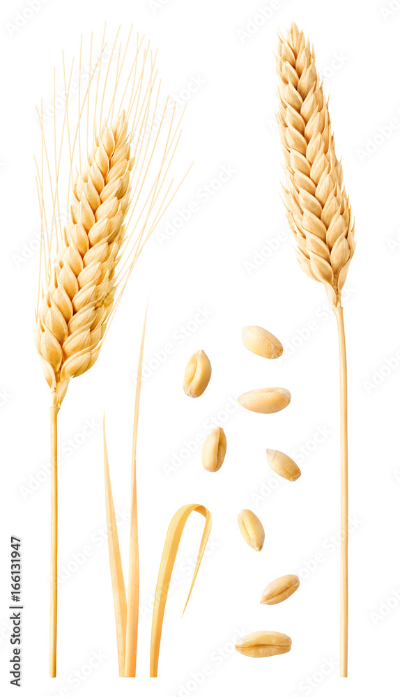 分离小麦收集。茎、叶上的两个成熟小麦穗和白色分离的去皮谷粒