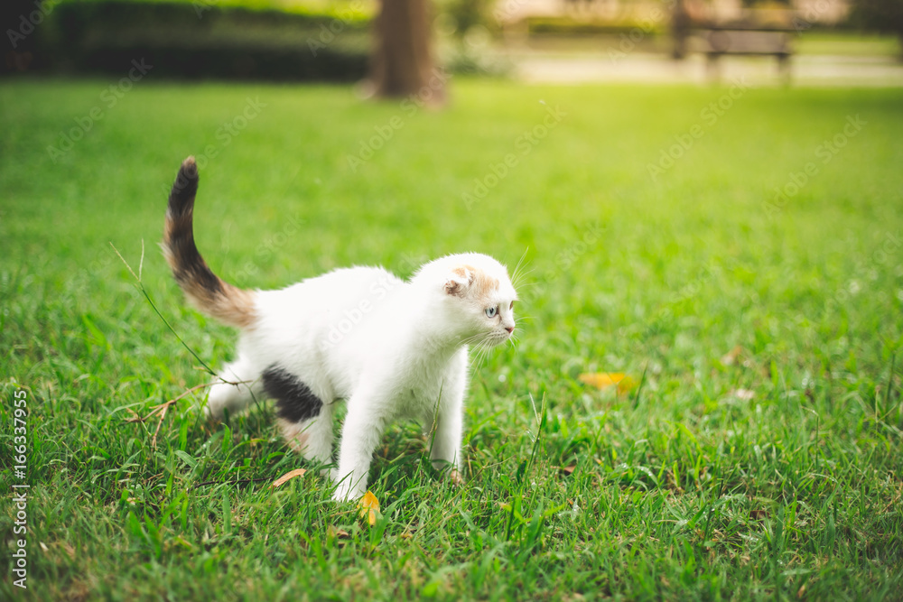 小猫在草地上玩耍