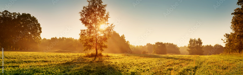 阳光照射下的桦树树叶。田野上的日出
