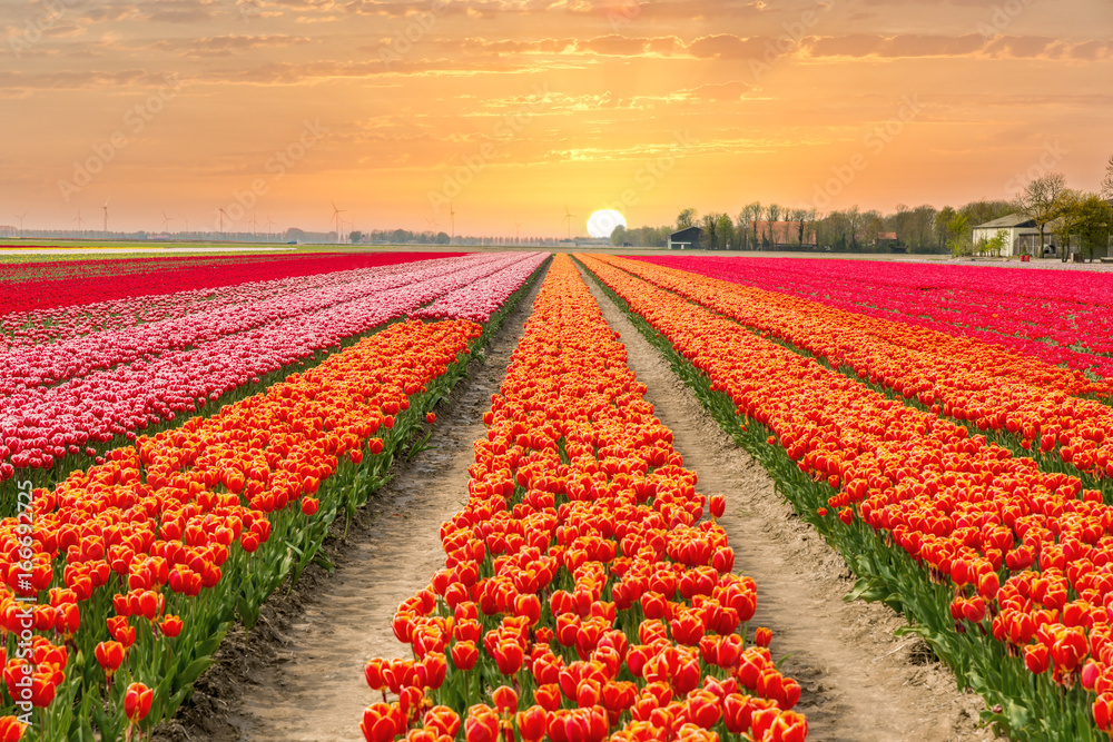 荷兰郁金香在荷兰的阳光景观……
