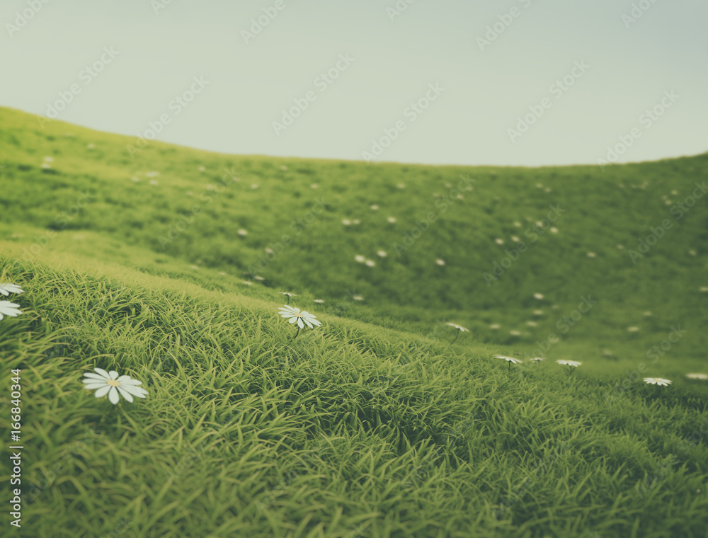 Green grass meadow with white flowers