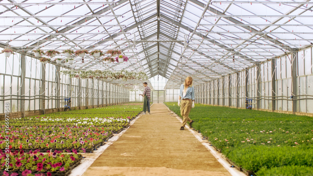 拍摄于阳光明媚的工业温室，园丁用软管和Arr给花草浇水