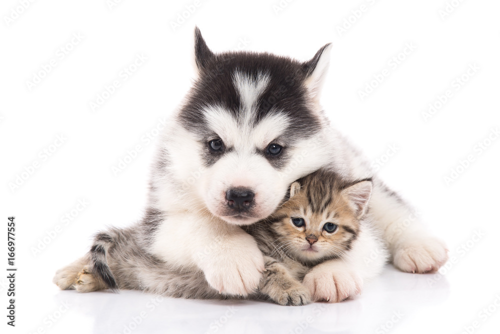 Cute siberian husky puppy cuddling cute kitten