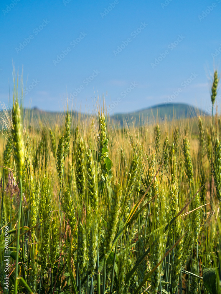 Unripe green wheat field (green wheat field)
