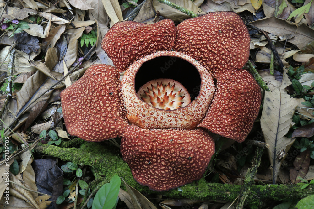 Rafflesia花在马来西亚婆罗洲的雨林中绽放