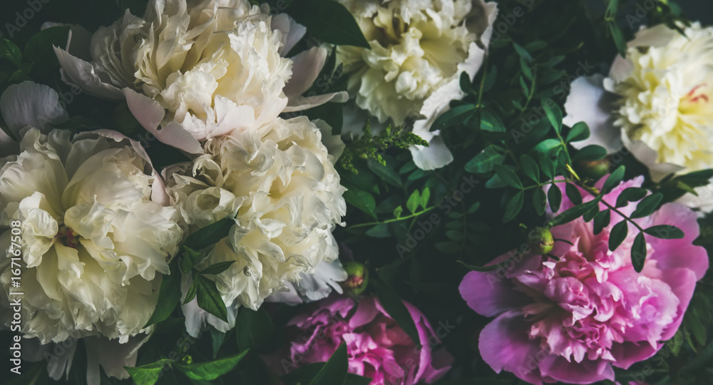 天然花卉图案、质地和背景。深色背景上的白色和粉色牡丹花，t