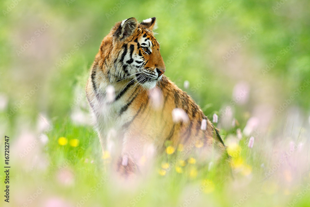 Tiger with pink and yellow flowers. Siberian tiger in beautiful habitat. Amur tiger sitting in the g