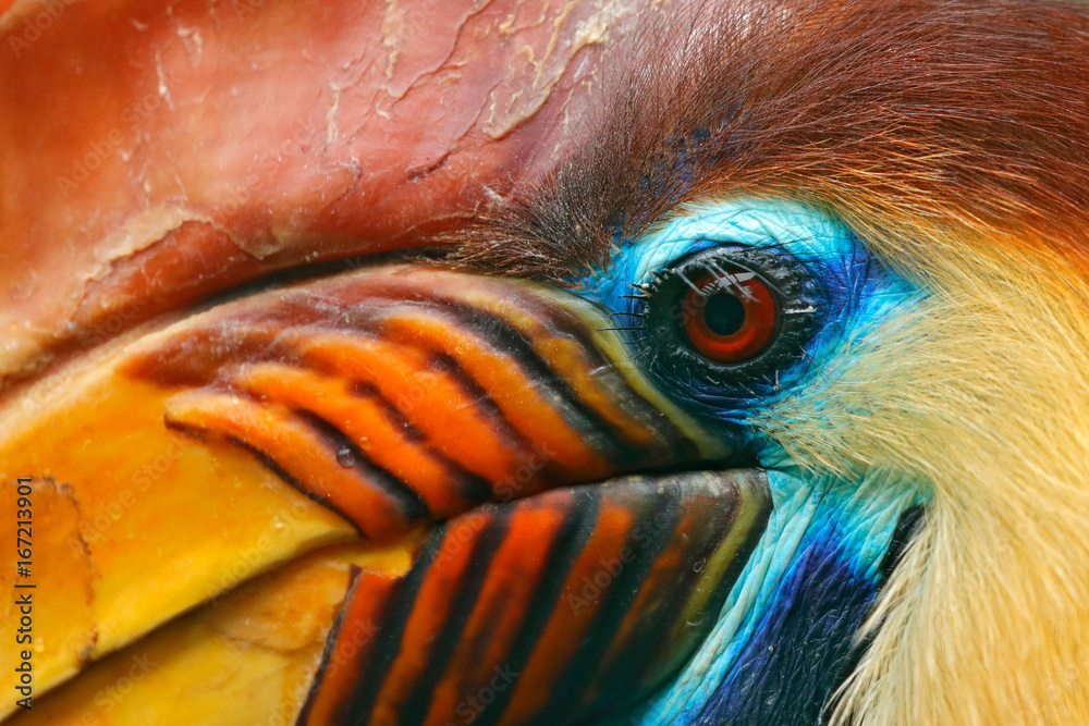 Knobbed Hornbill，Rhyticeros cassidix，来自印度尼西亚苏拉威西岛。罕见的异国鸟类细节眼睛portrai