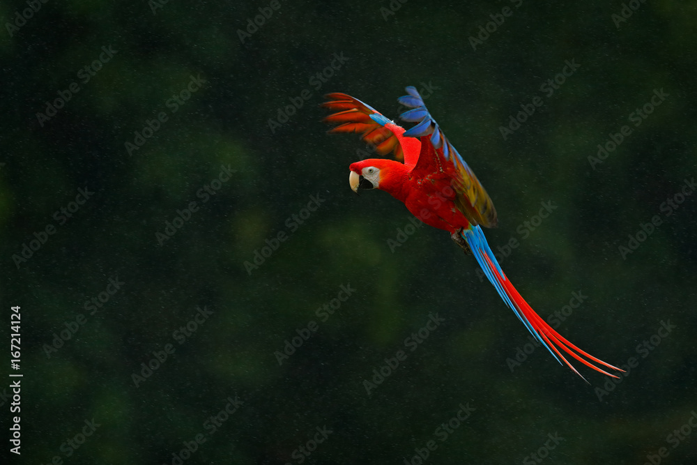 雨中的红鹦鹉。鹦鹉在深绿色的植被中飞行。猩红鹦鹉，Ara Macau，热带