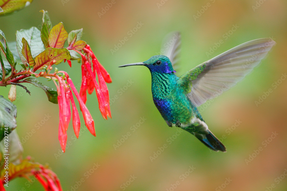 开着红花的蜂鸟。绿色和蓝色的蜂鸟闪闪发光的小提琴在美丽的旁边飞翔