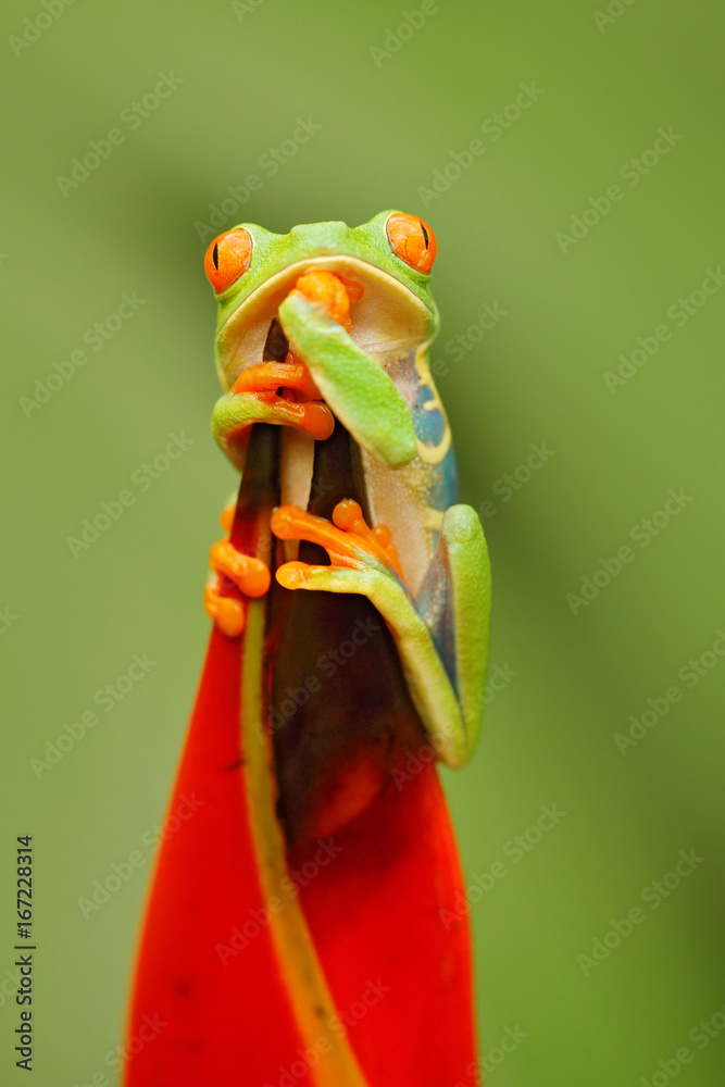 野生动物哥斯达黎加。森林中美丽的青蛙，来自中美洲的外来动物，红花。红色