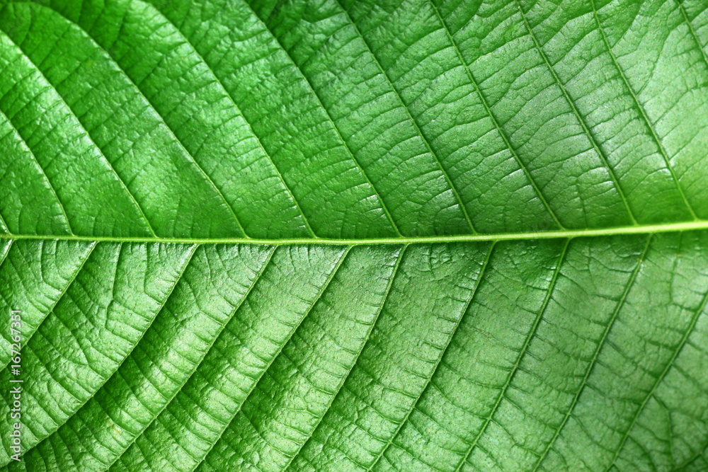 背景为木兰目植物类型的绿叶纹理