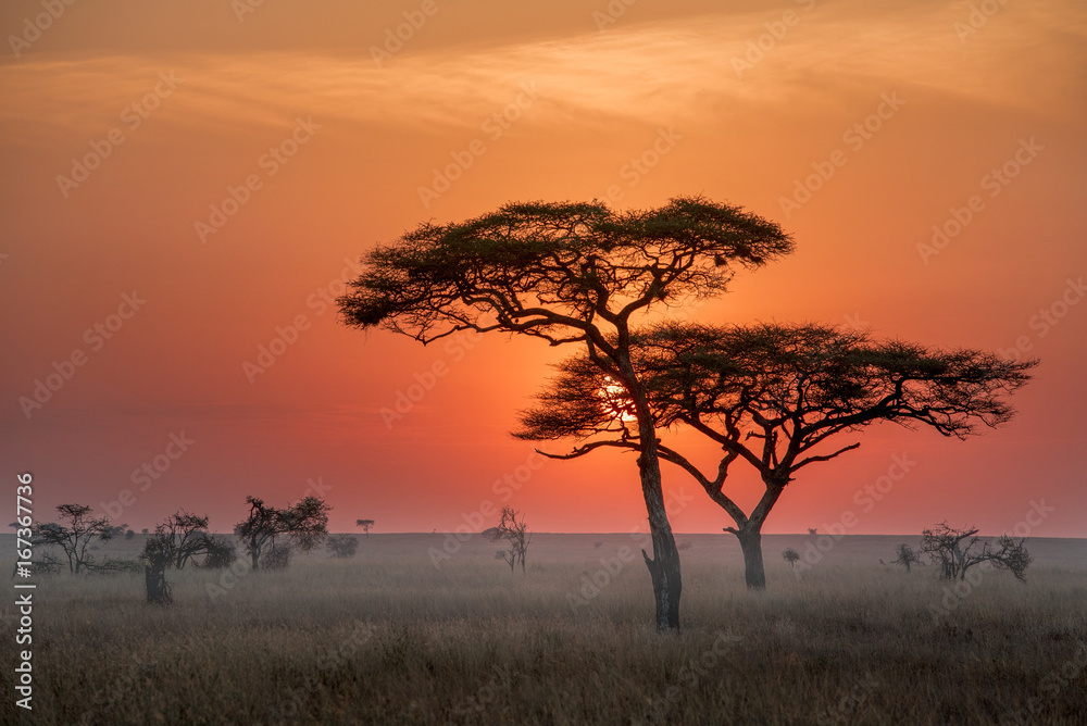 从坦桑尼亚到塞伦吉蒂国家公园的日出时间非常美丽，应该去那里拍张照片