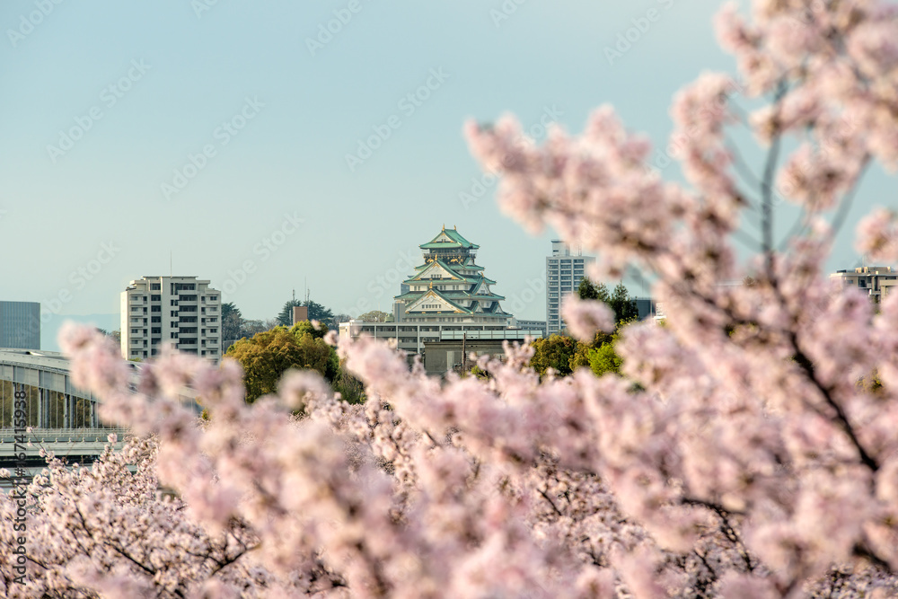 大阪樱花盛开的大阪城堡；日本。日本春天的美景。